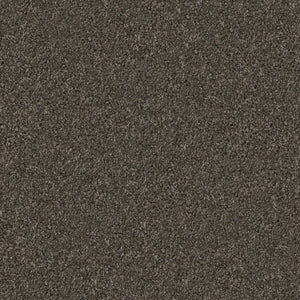 Schnauzer